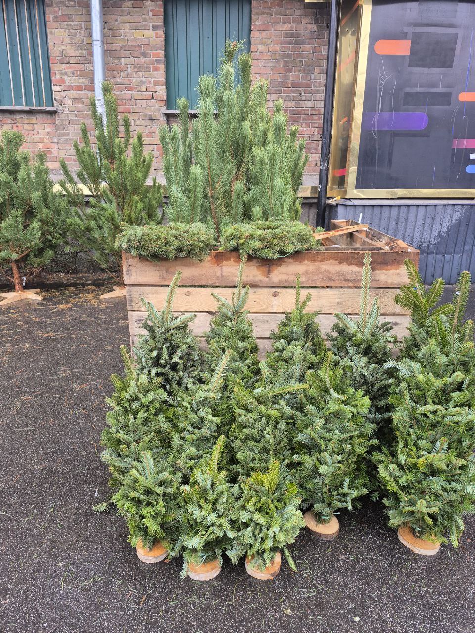 До 7 тисяч за ялинку. Скільки насправді коштують новорічні дерева в Києві